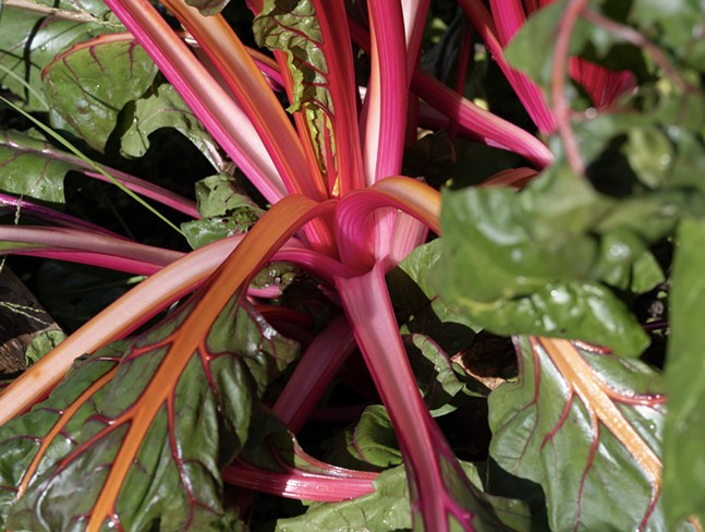 Urban Farms Can Feed a Hunger, If They’re Allowed to Grow